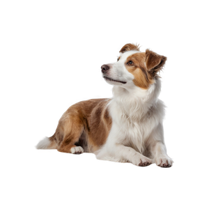 Предложение: 224465