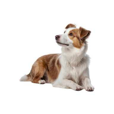 Щенок Малая итальянская борзая