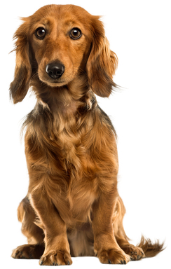 Щенок Прямошерстный ретривер