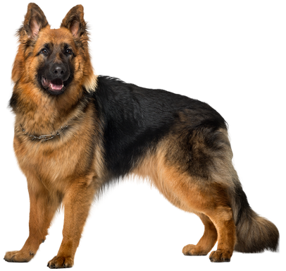 Щенок Польская подгалянская овчарка