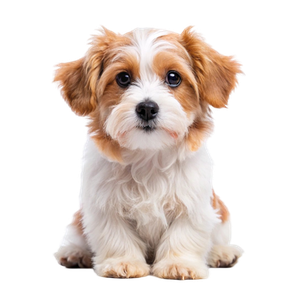 Предложение: 224420