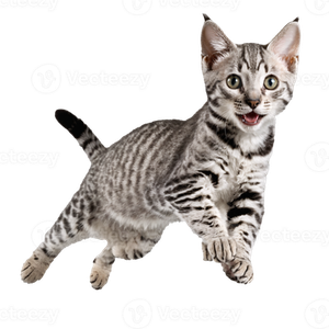 Предложение: 225500