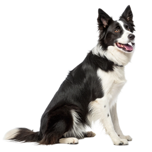 Предложение: 225413