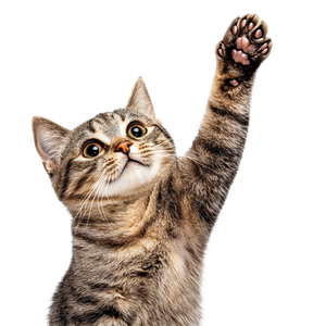 Предложение: 224690